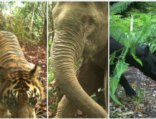 Melindungi Harta Karun Bukit Tigapuluh: Upaya Pelestarian Gajah Sumatra, Harimau Sumatra, dan Tapir oleh PT ABT